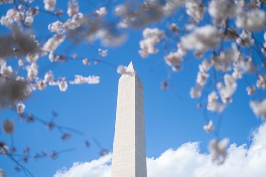 Cherry blossoms (early April) — Washington, DC