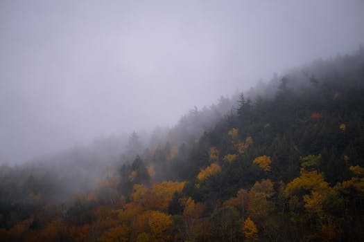 A scenic view of a misty autumn forest with vibrant fall colors in Vermont, USA.