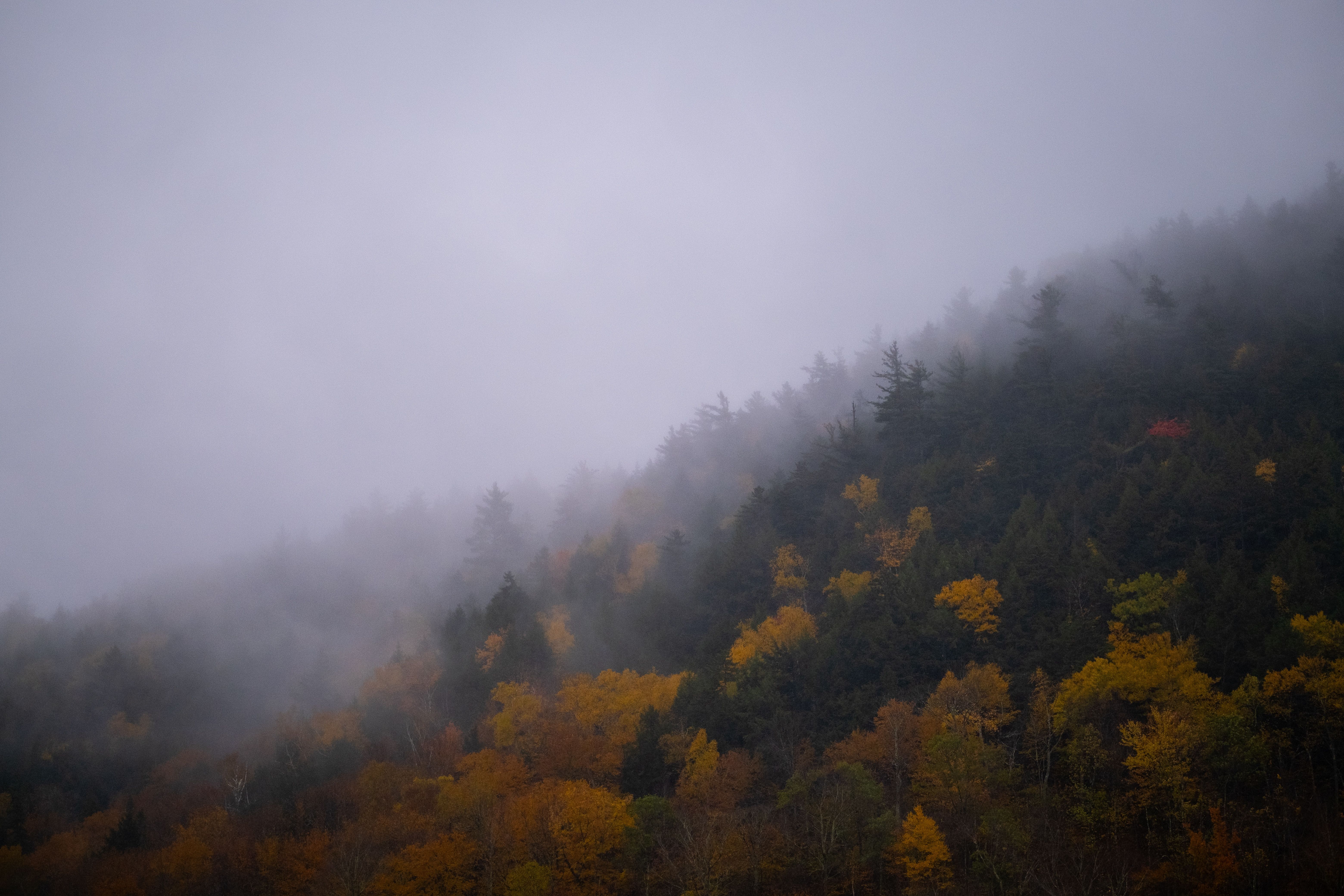 Misty Autumn Forest in Vermont · Free Stock Photo