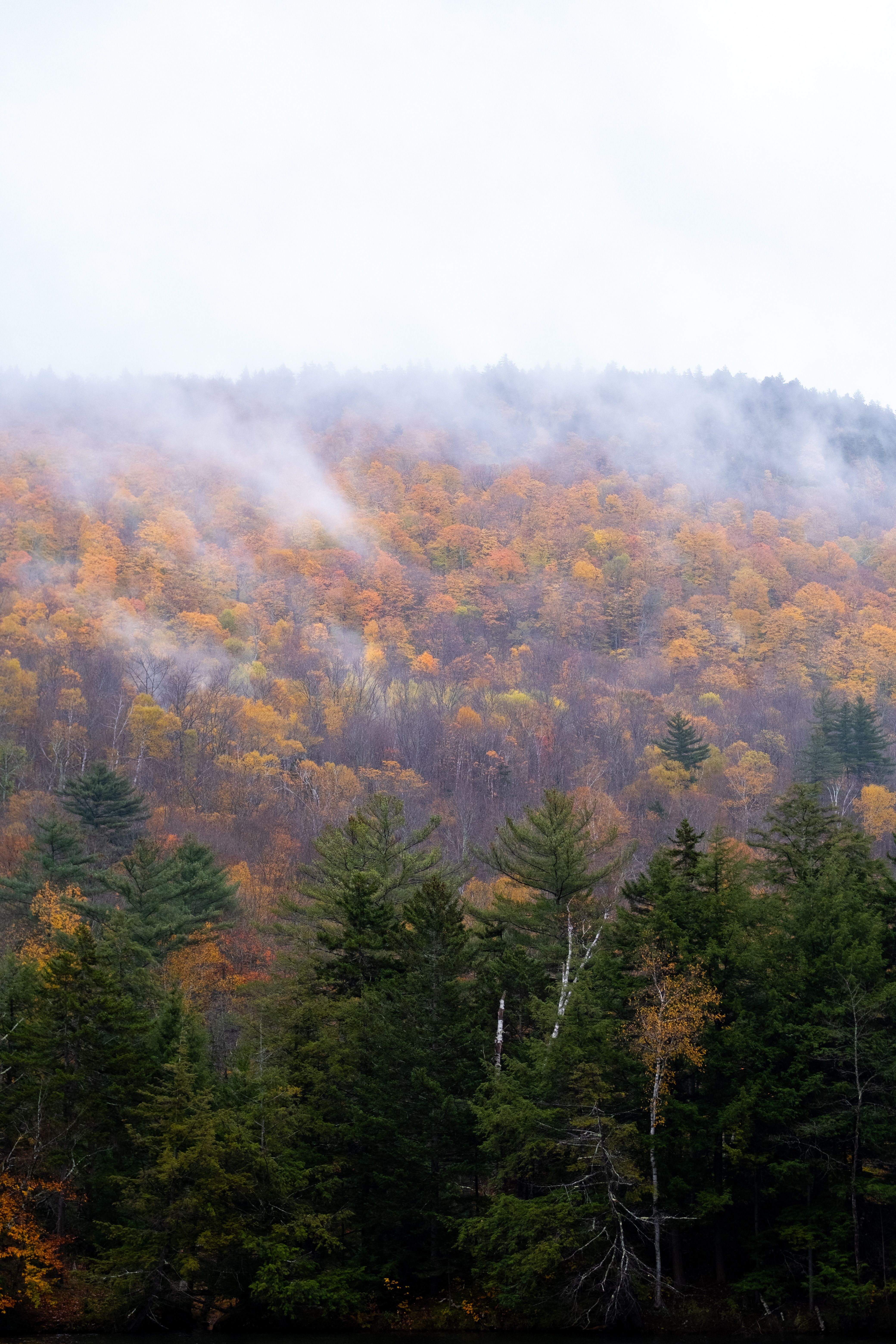 Misty autumn forest in Vermont with colorful foliage