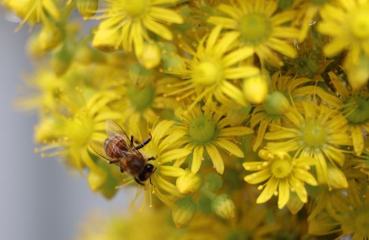 A macro shot of a honey bee pollinating vibrant yellow flowers, highlighting nature's beauty.