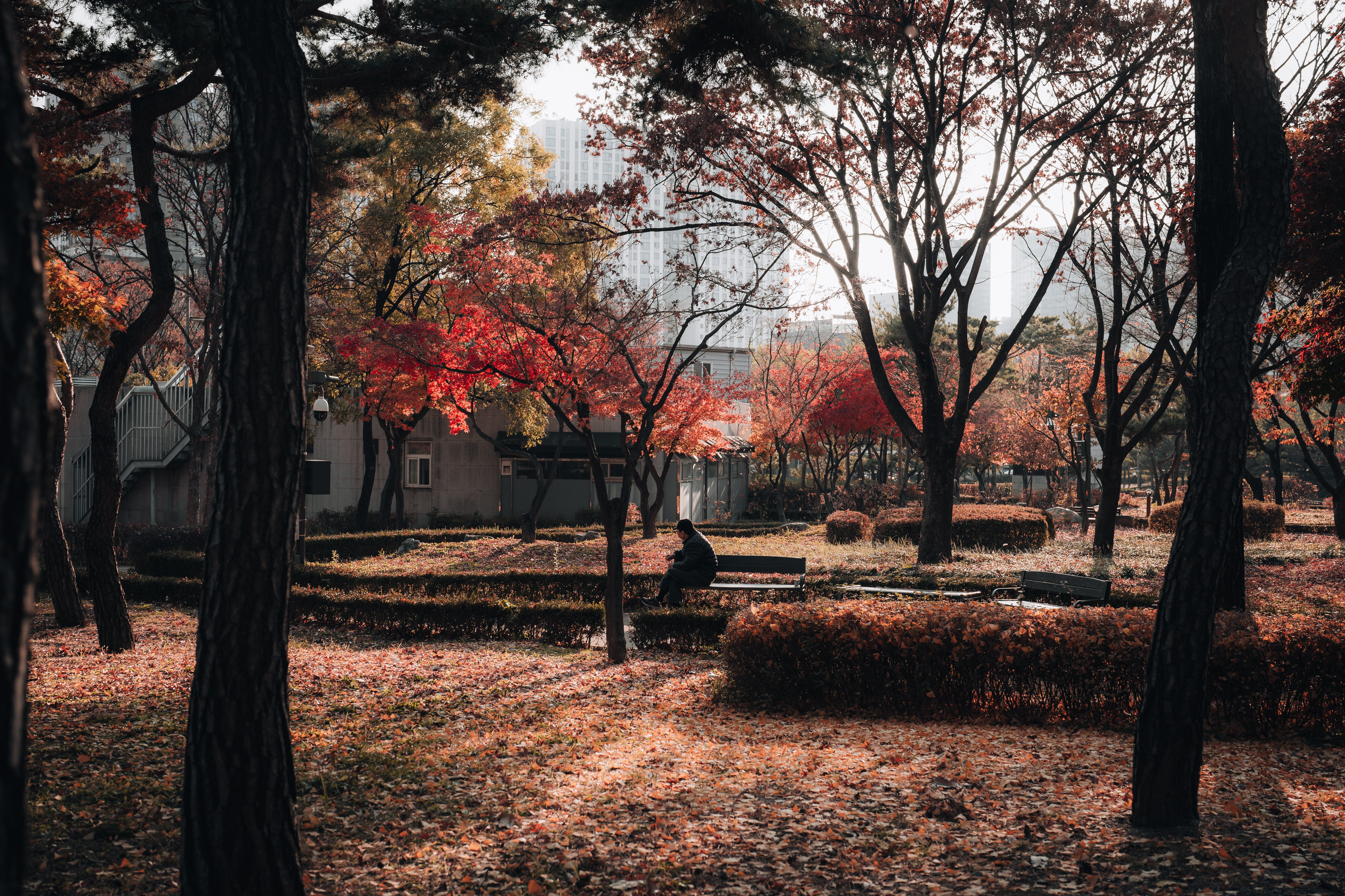 Peaceful scene in Seoul park with autumn leaves and silhouette of a person.