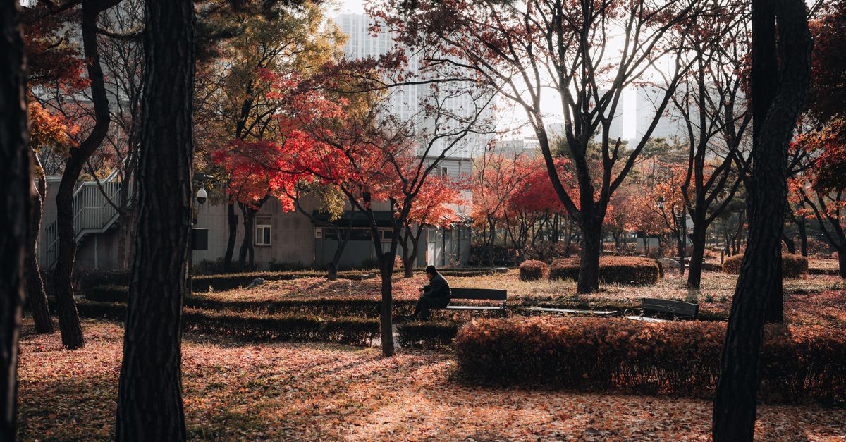 A person sitting alone on a park bench in autumn, looking at their hands, without a phone, with soft natural light filtering through trees