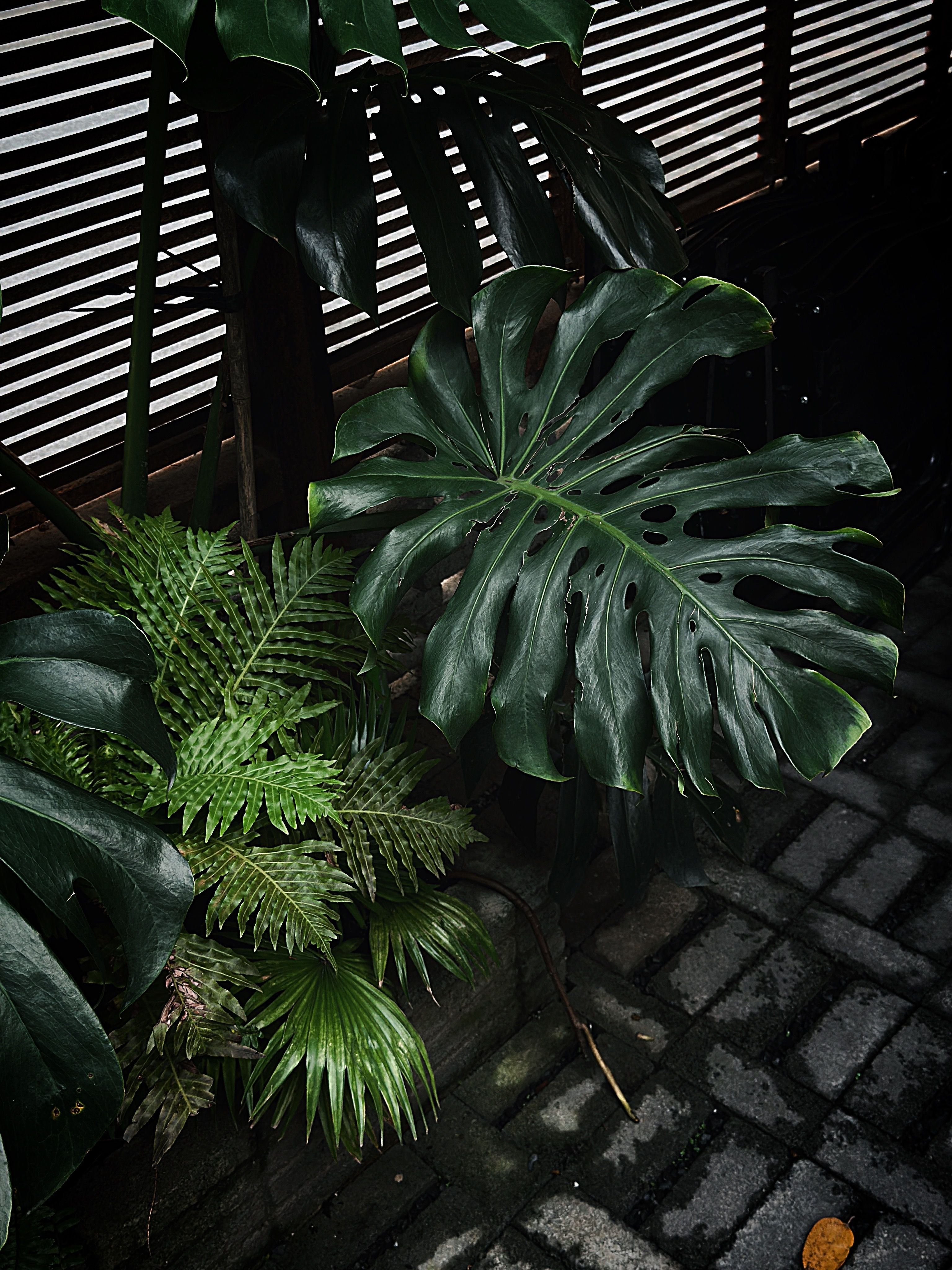 Lush Monstera Foliage in Urban Jungle  Free Stock Photo