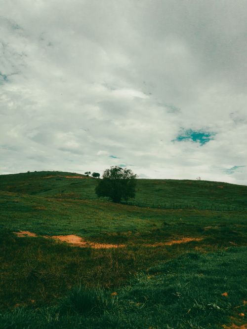 Free A solitary tree stands on a lush green hill under a dramatic cloudy sky, exuding tranquility in nature. Stock Photo