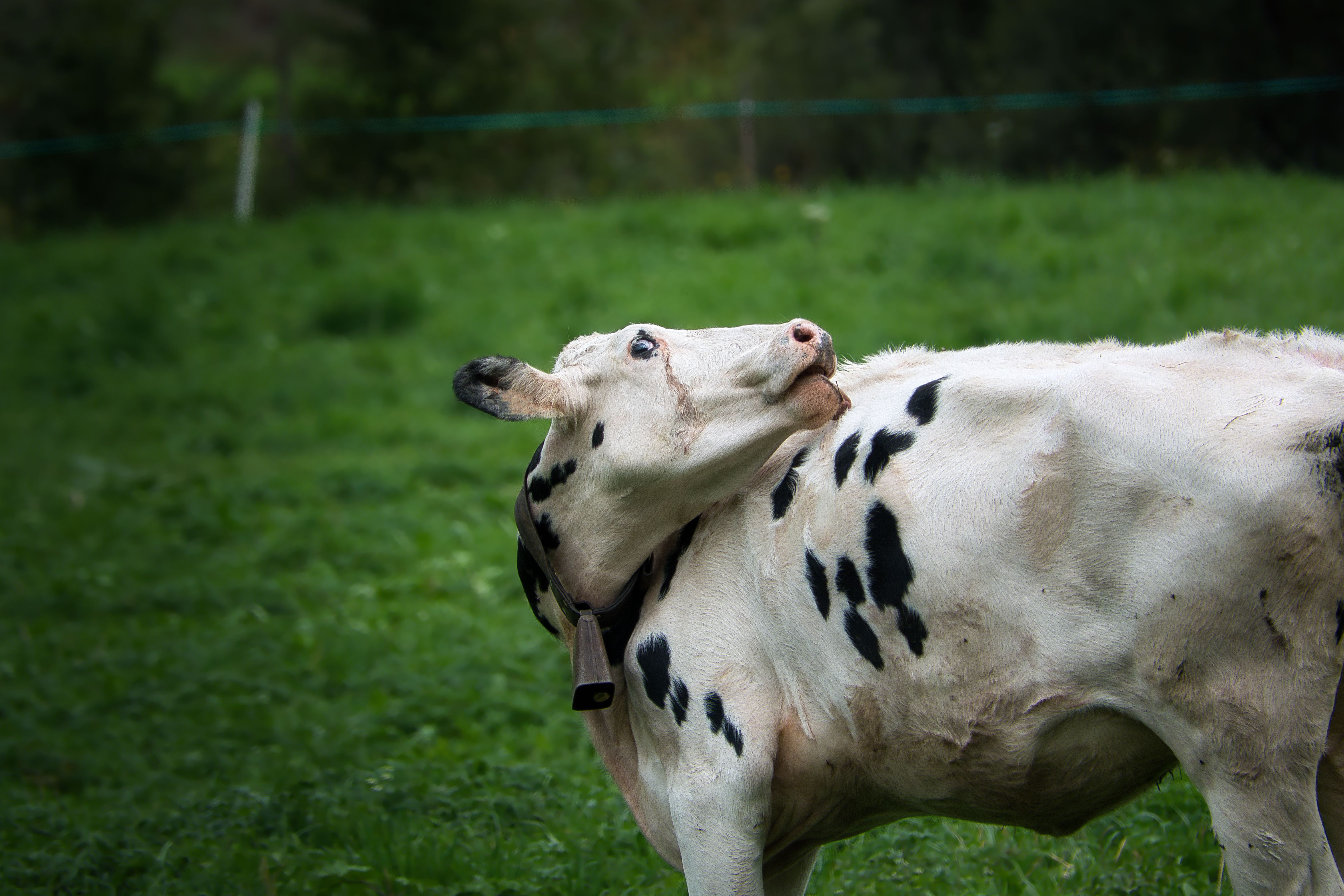 Holstein Cow Grazing in Trentino Field · Free Stock Photo