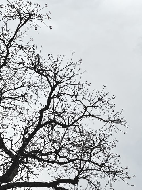 Free Leafless tree branches create a striking silhouette against a gray winter sky. Stock Photo