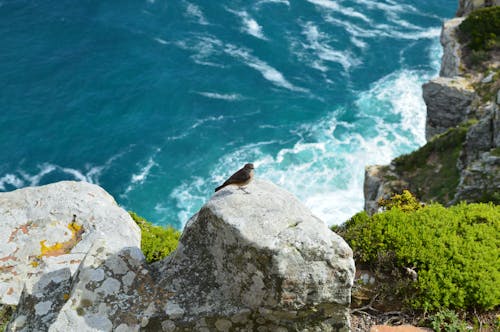 A Bird On A Rock Of A Mountain Cliff By The Ocean