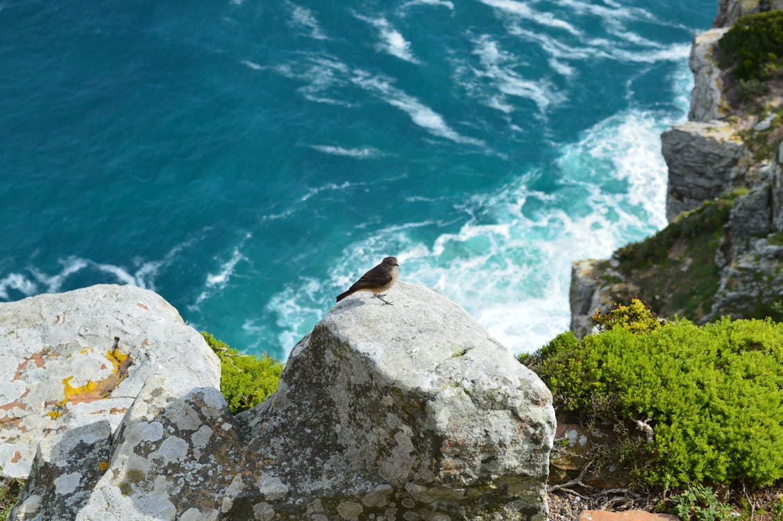 一只鸟在海边悬崖上的一块岩石上