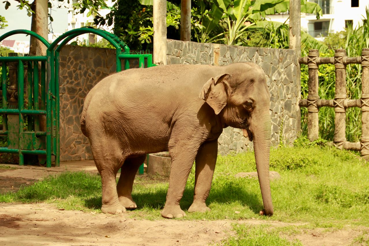 A majestic Asian elephant standing in a sunny enclosure, peacefully enjoying the greenery around.