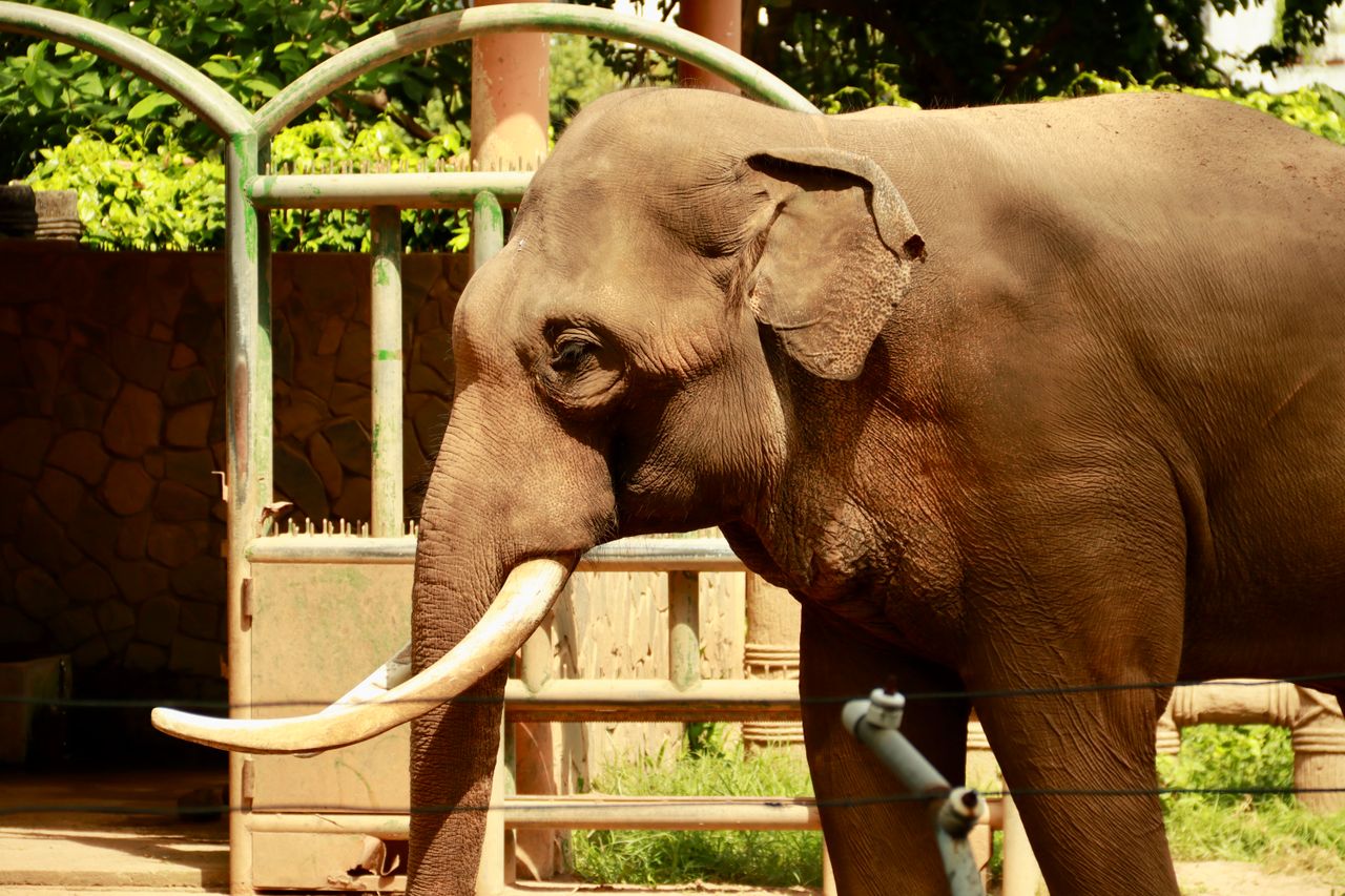 close up of a majestic asian elephant in a zoo enclosure under sunligh