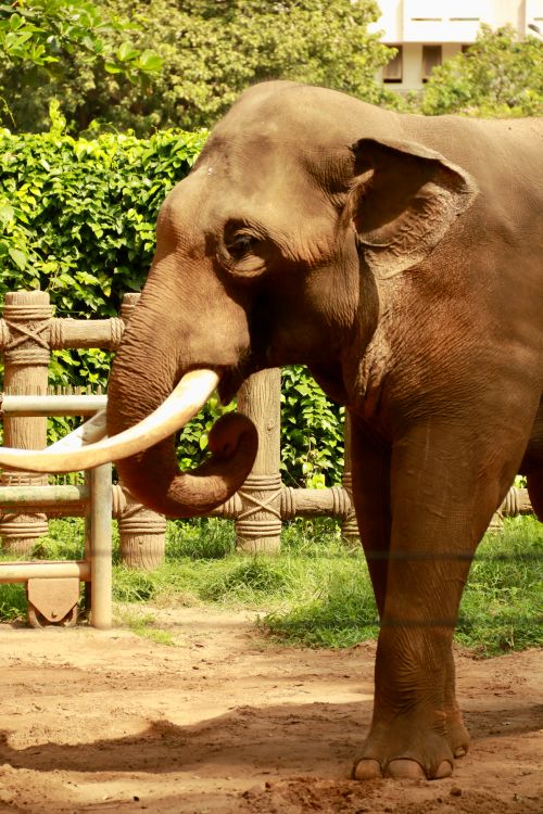 Free Close-up of a majestic Asian elephant standing in a zoo's natural habitat. Stock Photo