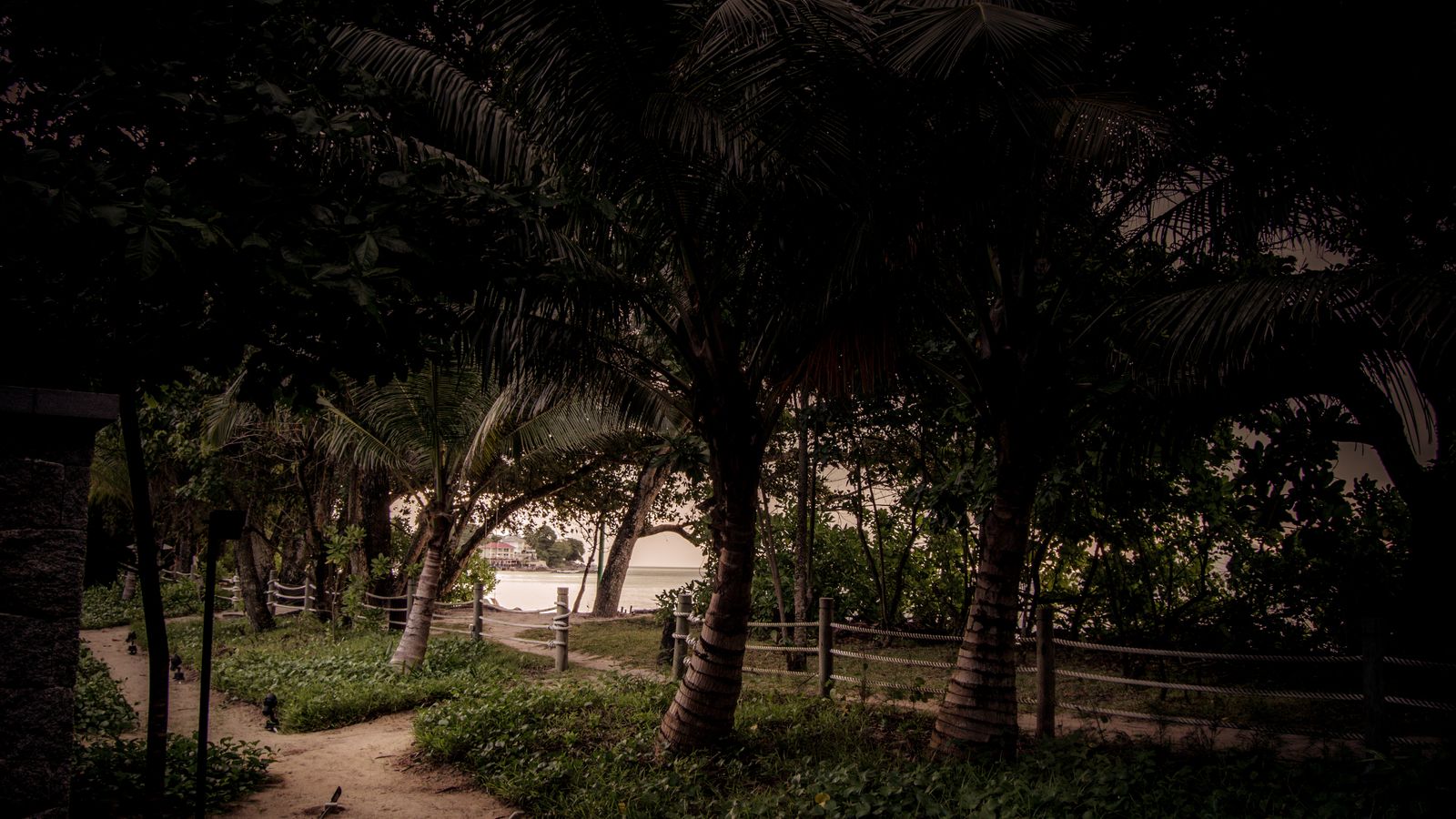 Green palm trees along wooden fence, Seychelles