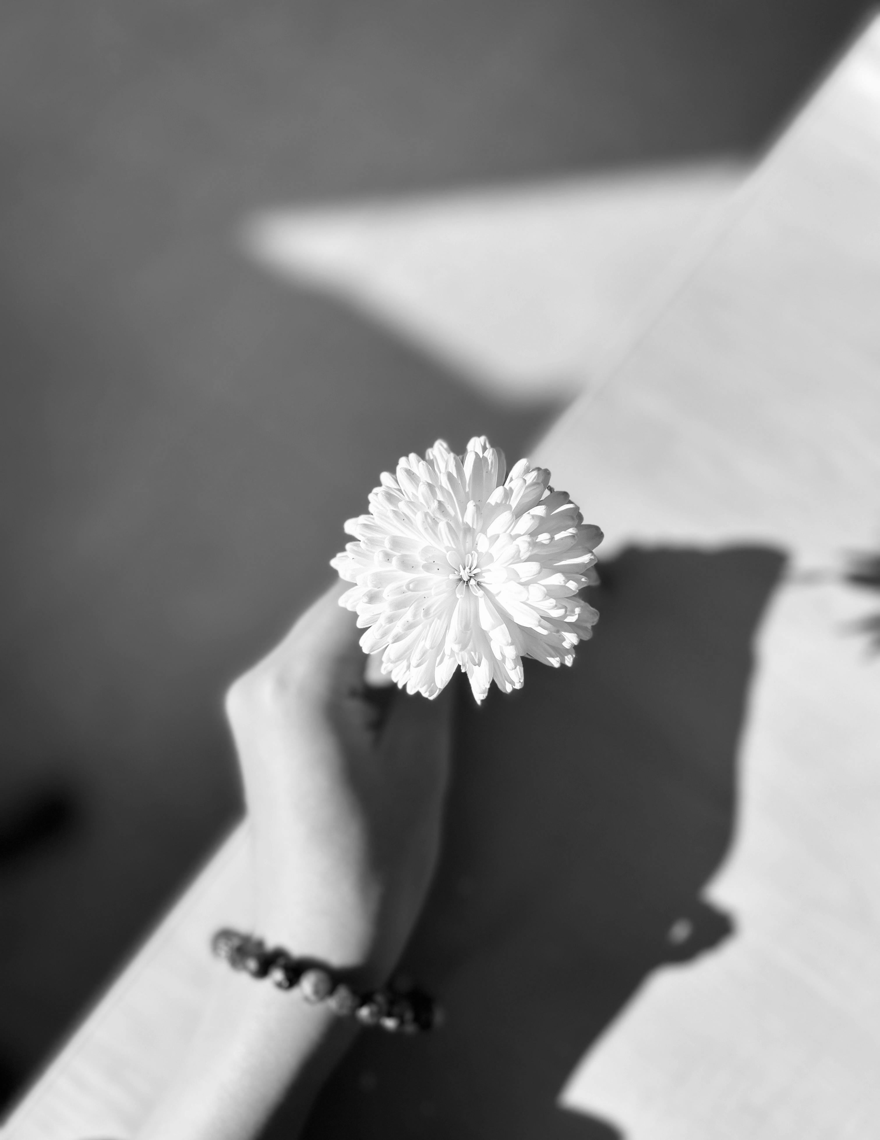 grátis Imagem monocromática mostrando um crisântemo segurado na mão, projetando uma sombra. Foto profissional