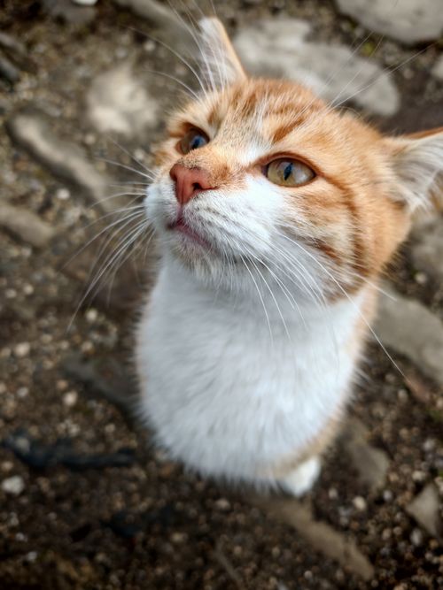 Free Adorable ginger and white cat looking up curiously on a stone path outdoors. Stock Photo