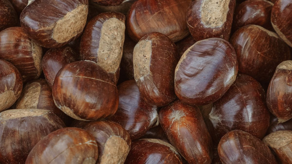 Séjour gastronomique en Cévennes : à la rencontre des producteurs locaux