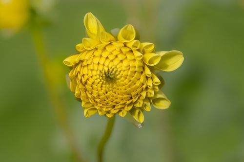 Free Detailed shot of a yellow dahlia flower in full bloom against a green blurred background. Stock Photo