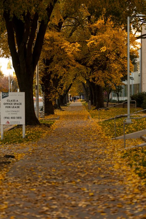 Free Idyllic fall pathway with vibrant yellow leaves and cozy atmosphere. Stock Photo