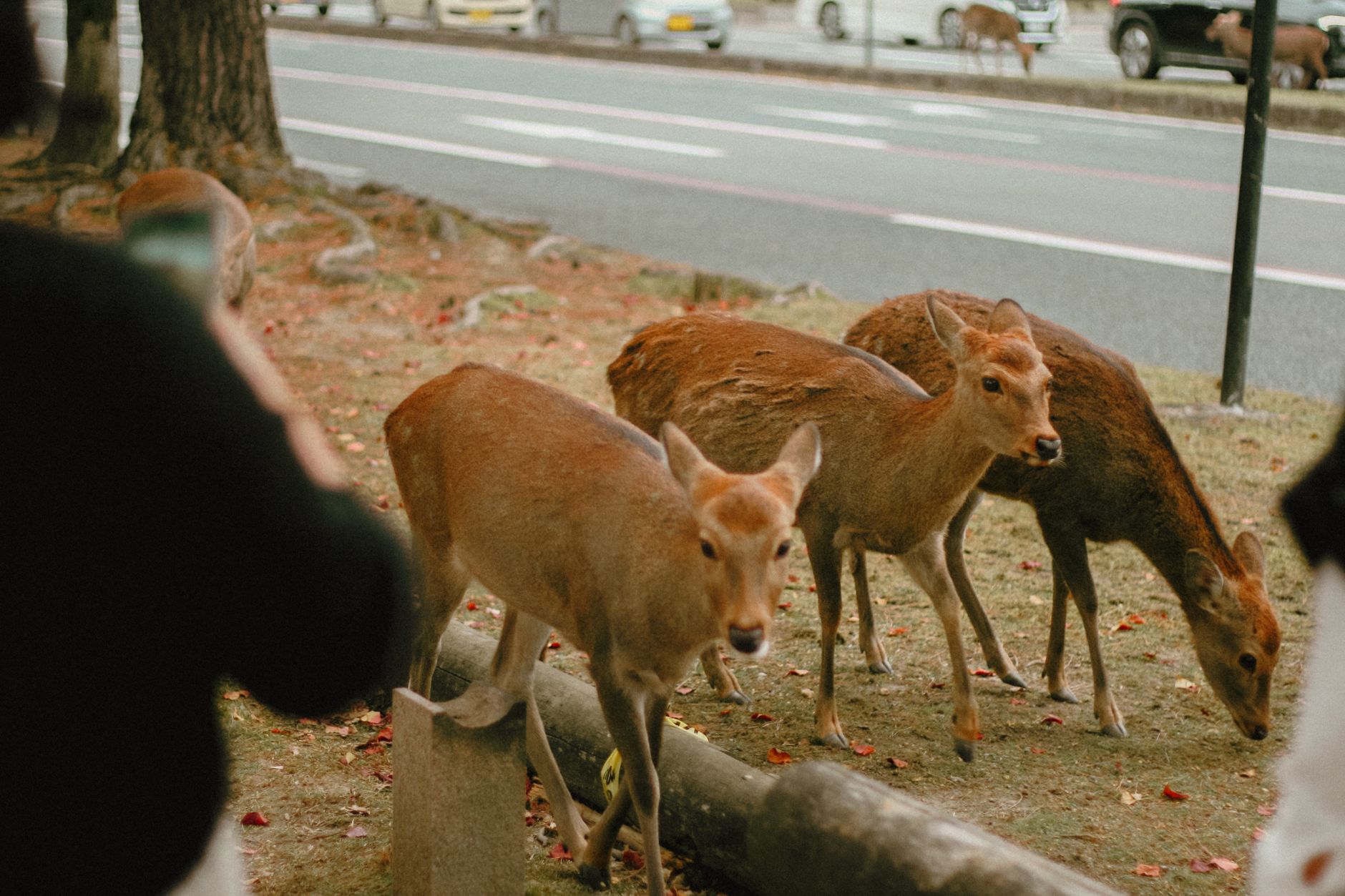 Nara