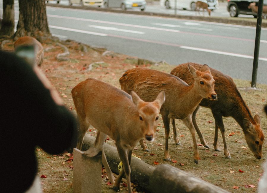 A group of deer peacefully grazing near a road in Nara Park, Japan during winter.