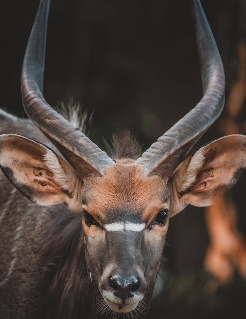 Fotomural Close-up detallado de un antílope Nyala que muestra sus características distintivas y cuernos impresionantes.