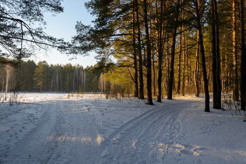 Free A peaceful winter forest scene with sunlit trees and a snowy trail, emanating calmness. Stock Photo
