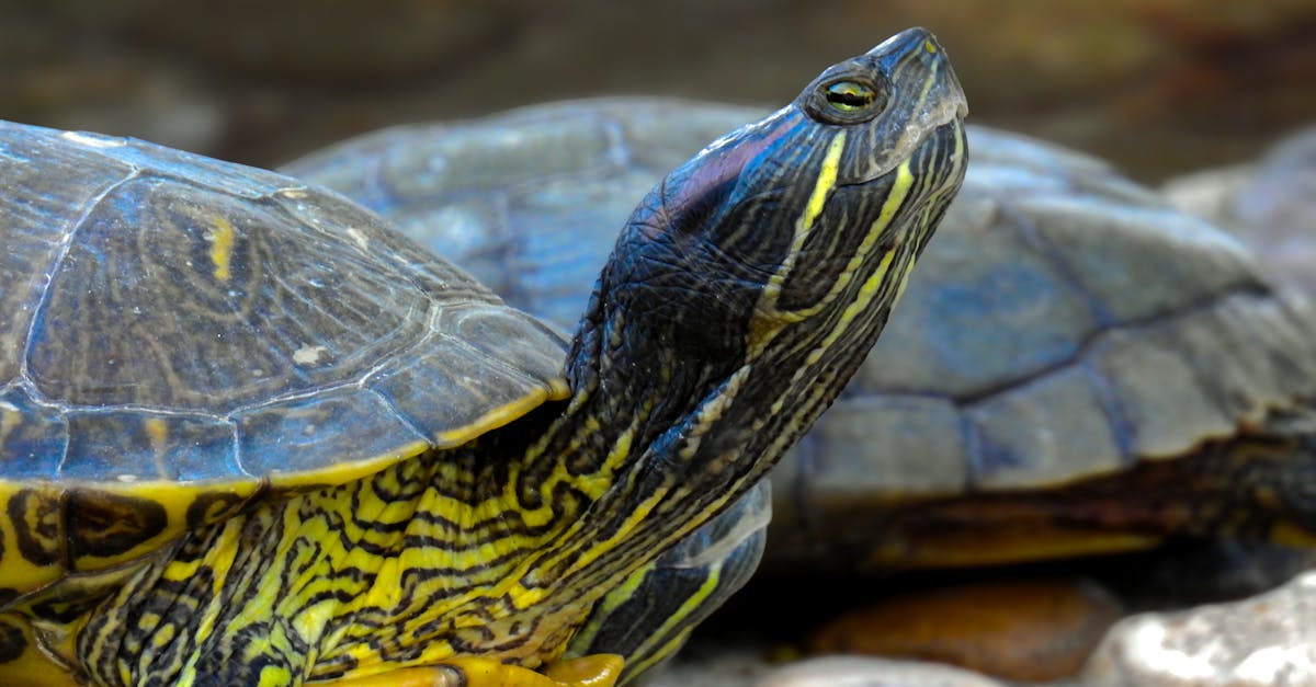 Close-up of Freshwater Turtle with Vibrant Patterned Shell · Free Stock ...