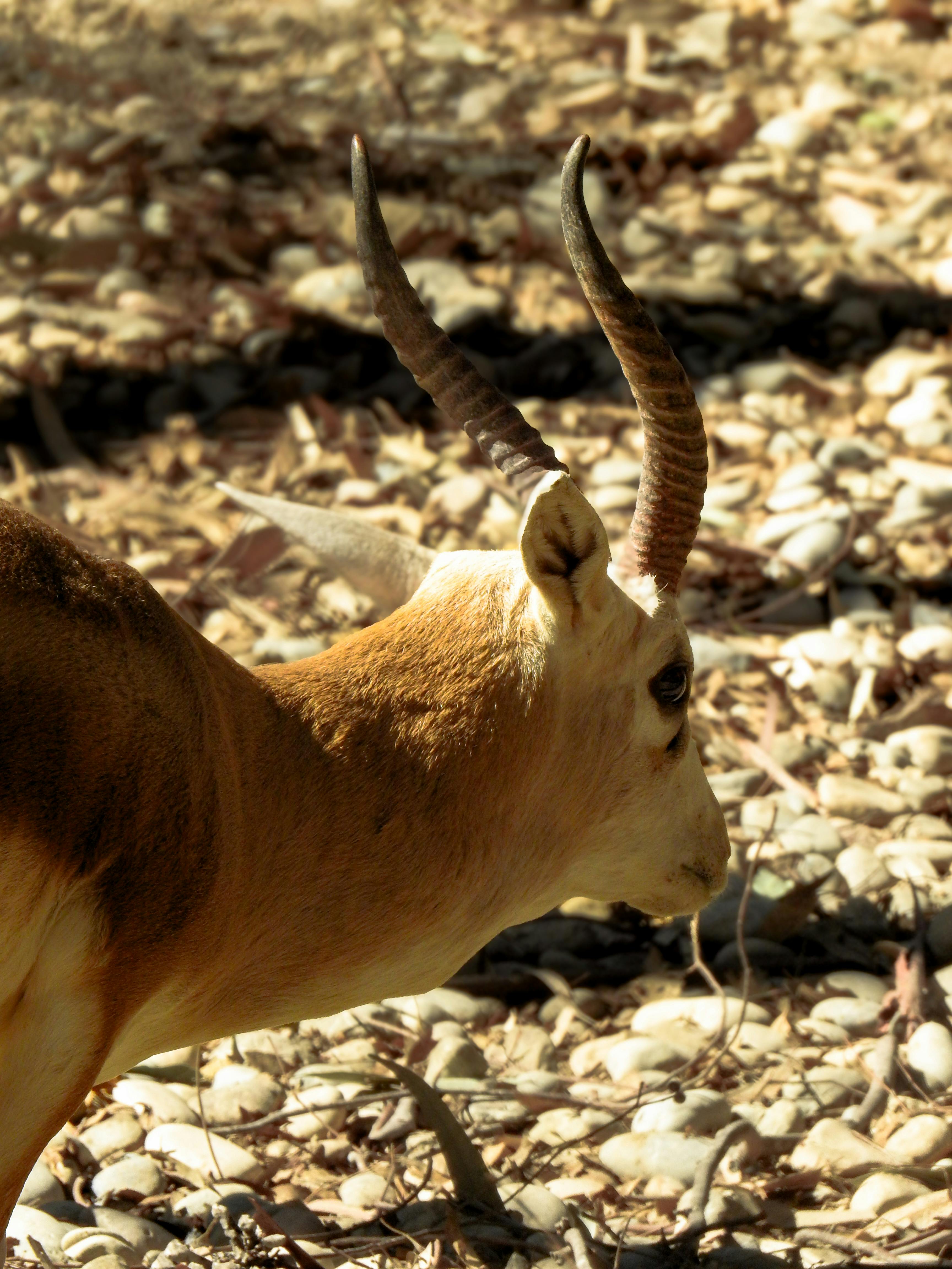 grátis Close de um antílope com chifres curvos em um ambiente natural ao ar livre. Foto profissional