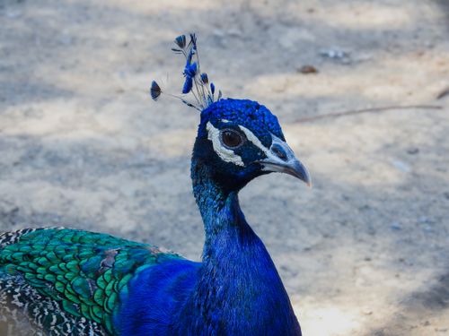 Free Close-up of a vibrant Indian peacock showcasing its colorful plumage in an outdoor natural setting. Stock Photo