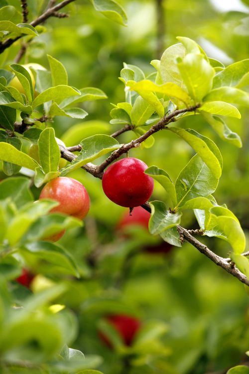 Leuchtend rote Acerolakirschen am grünen Zweig
