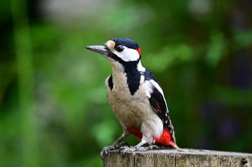 Free Close-up of a Great Spotted Woodpecker (Dendrocopos major) perched outdoors in Bremen. Stock Photo