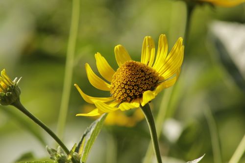 Free Vibrant yellow flower in a Toronto garden, showcasing nature's beauty. Stock Photo