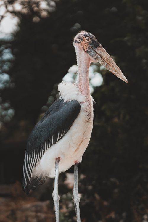 Free Portrait of a Marabou Stork standing gracefully in its natural environment. Stock Photo