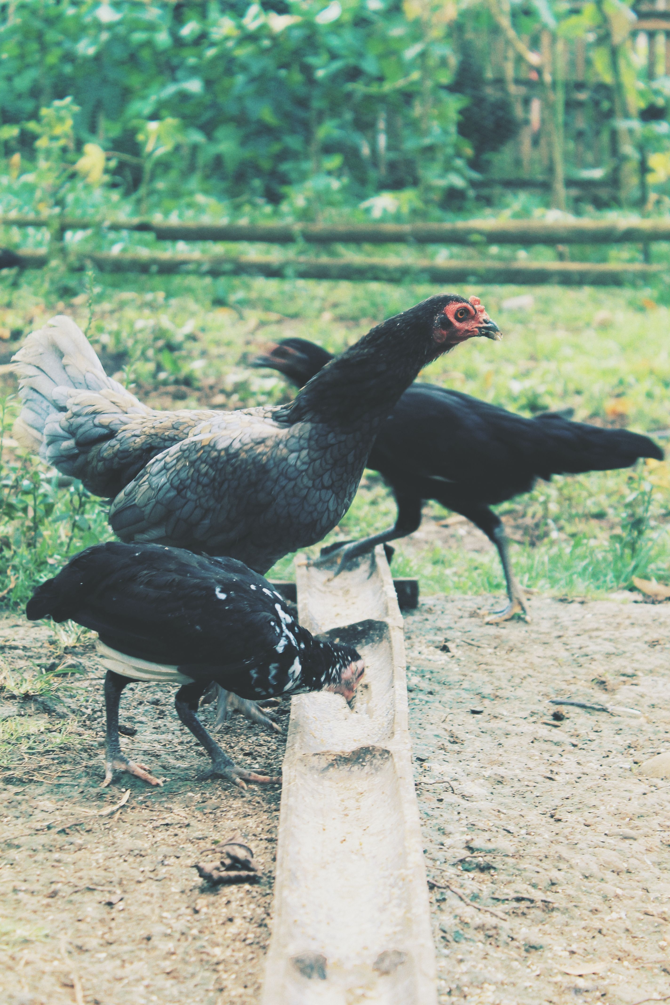 Backyard Chickens