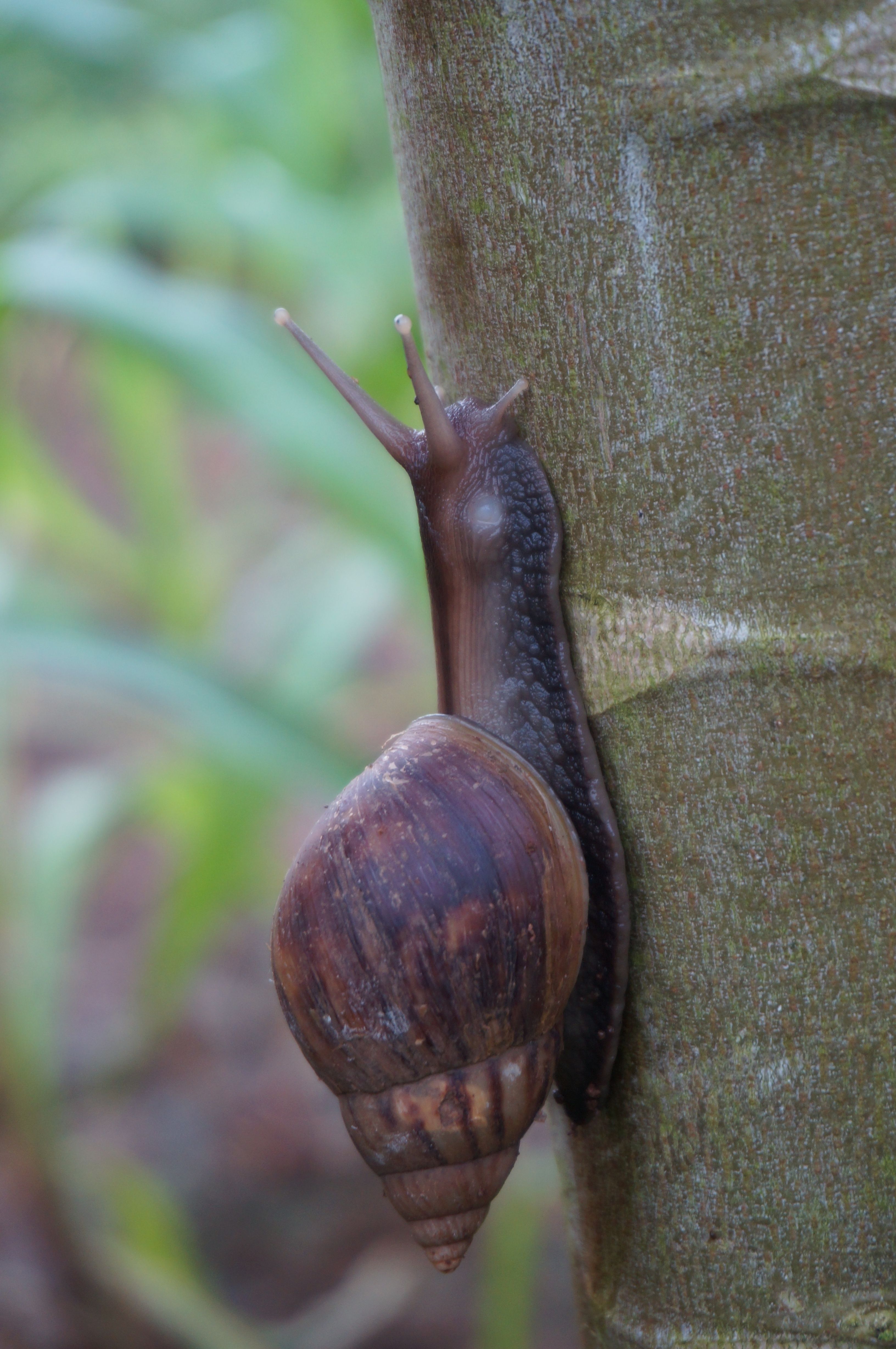 Close-up of a Snail Crawling on a Tree Trunk · Free Stock Photo