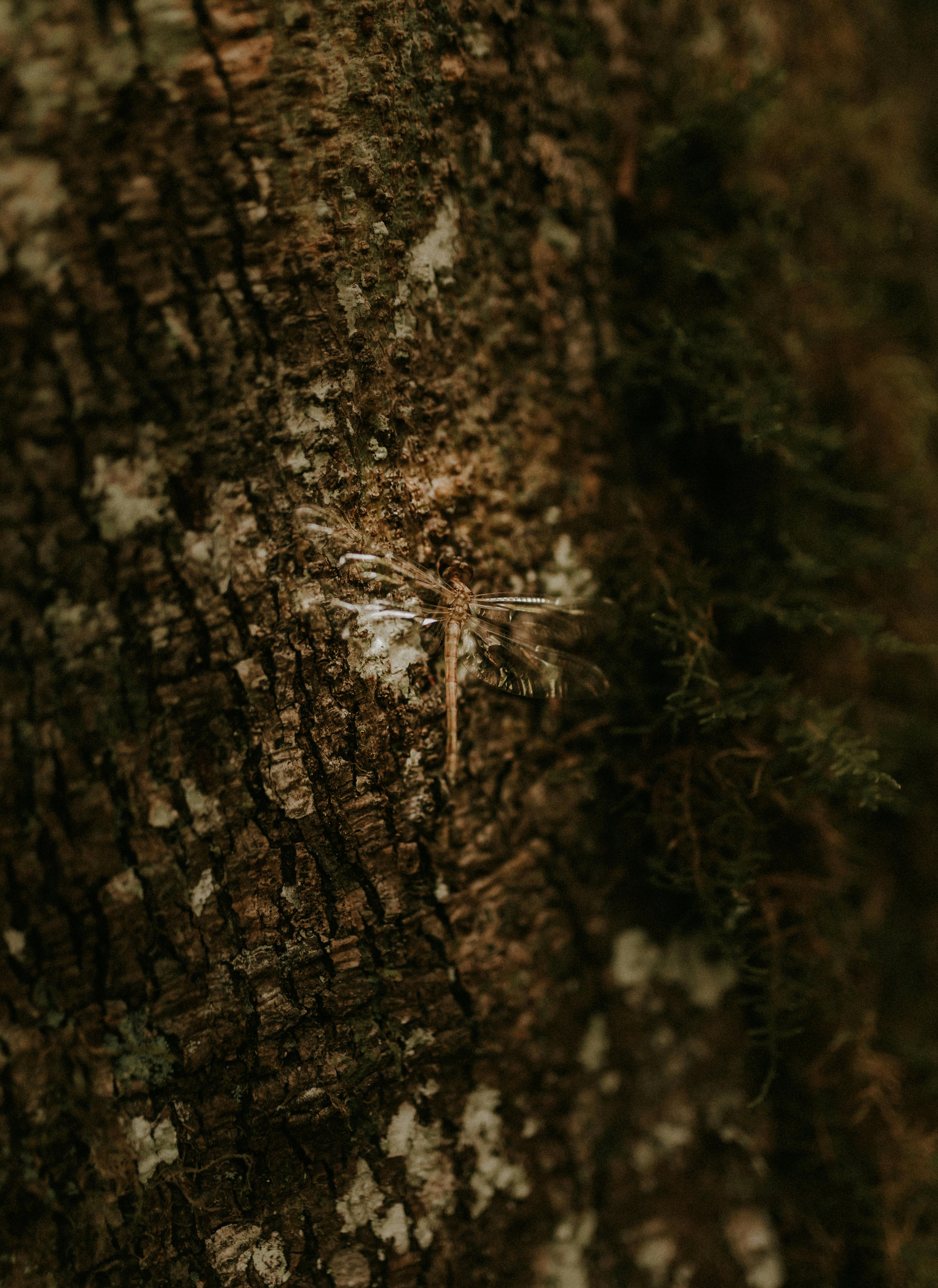grátis Uma libélula camuflada na casca de uma árvore destaca a beleza da natureza. Foto profissional