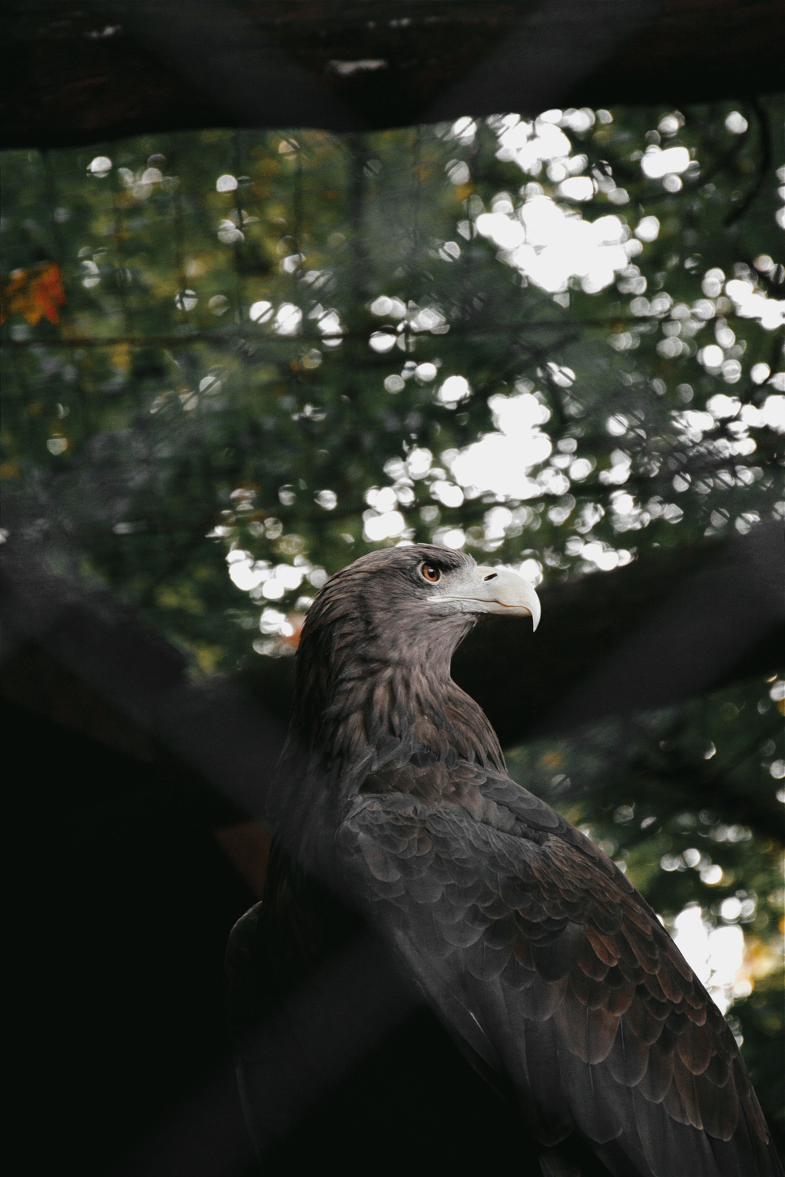 Majestic Eagle in Hungarian Forest Setting · Free Stock Photo