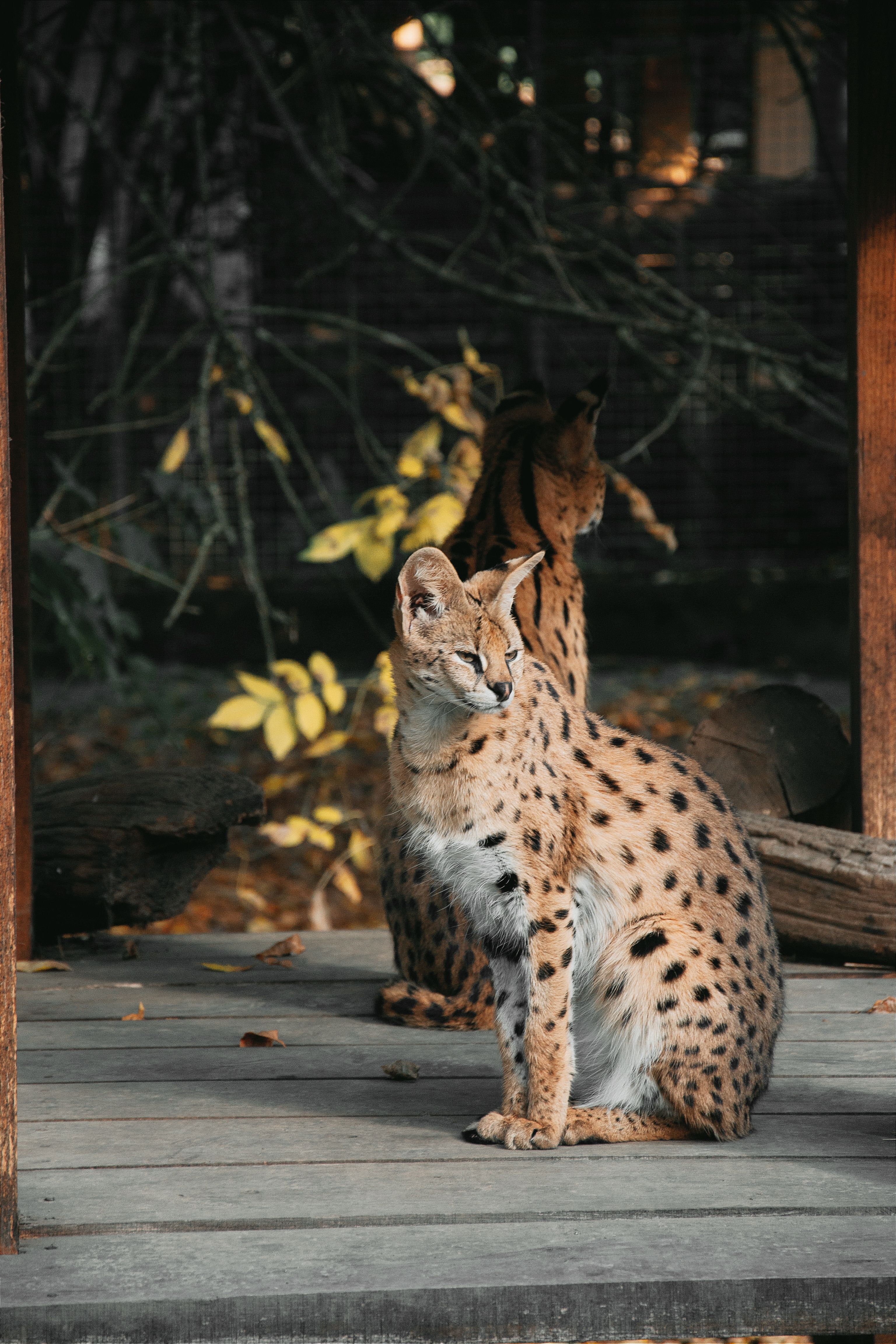 Serene Serval in a Natural Habitat Setting · Free Stock Photo