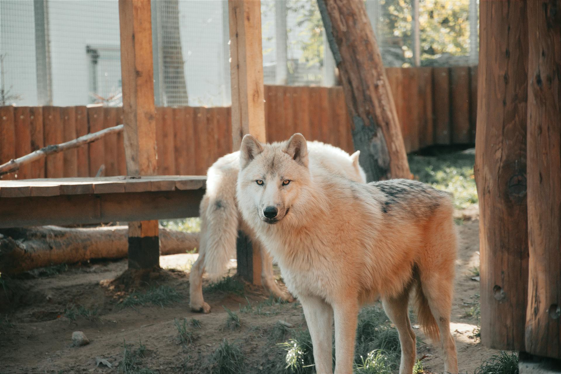 Two wolves peacefully roaming in a nature-inspired animal enclosure.