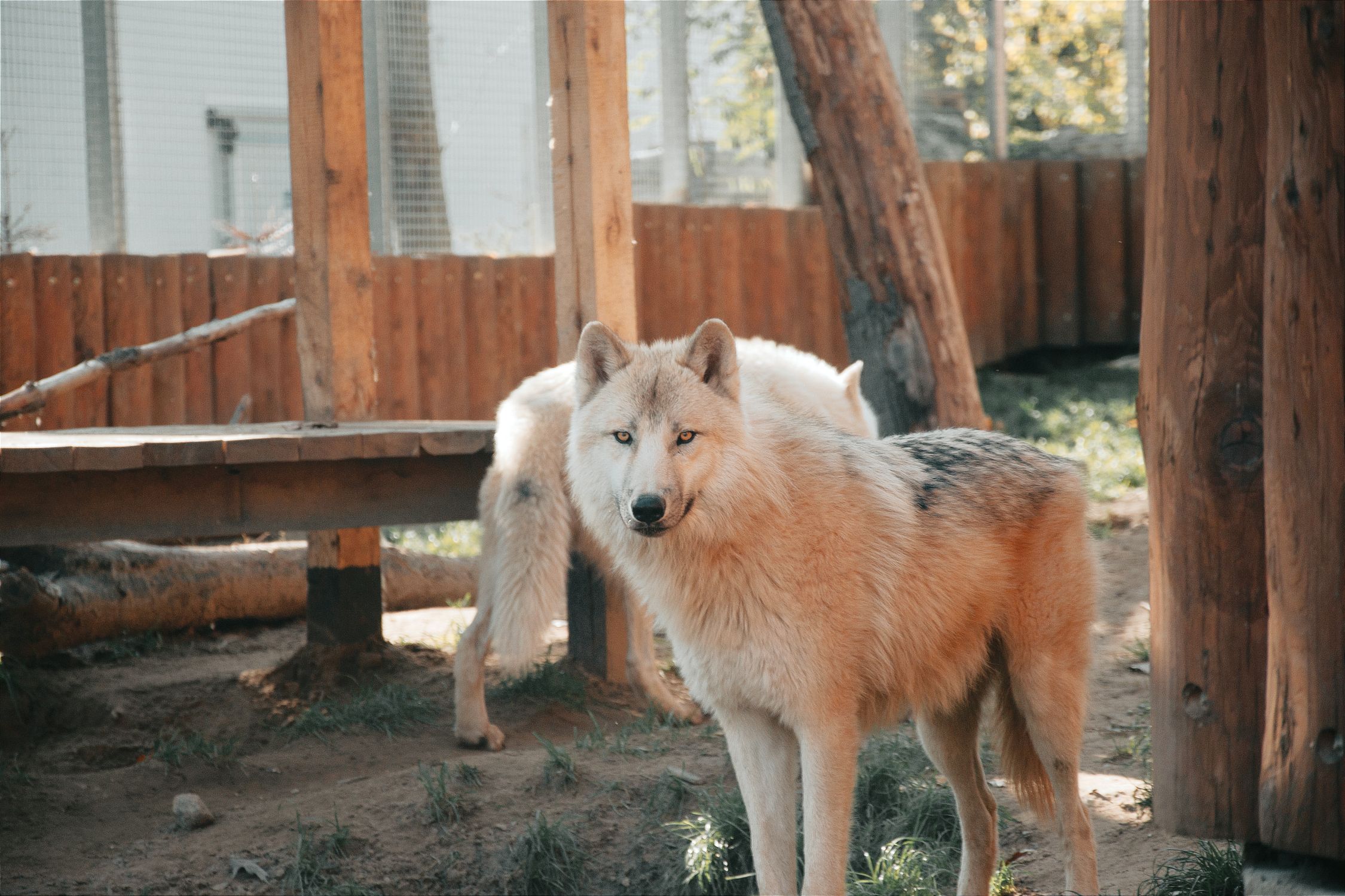 Beautiful Wolves In A Natural Habitat In Hungary Free Stock Photo beautiful-wolves-in-a-natural-habitat-in-hungary-free-stock-photo