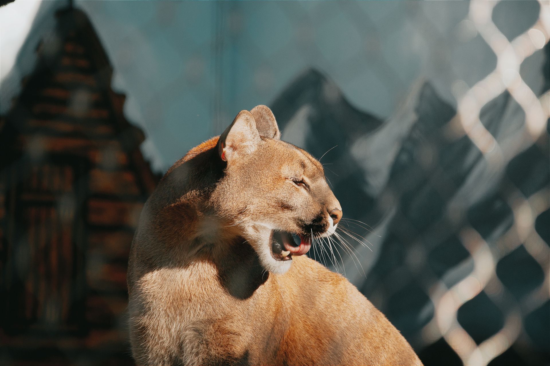 A stunning cougar basks in the sunlight, showcasing its majestic features at a zoo in Hungary.