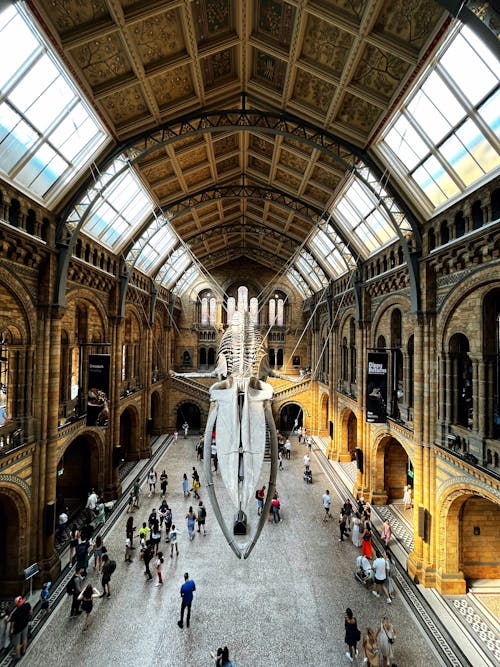 Natural History Museum Interior with Whale Skeleton · Free Stock Photo