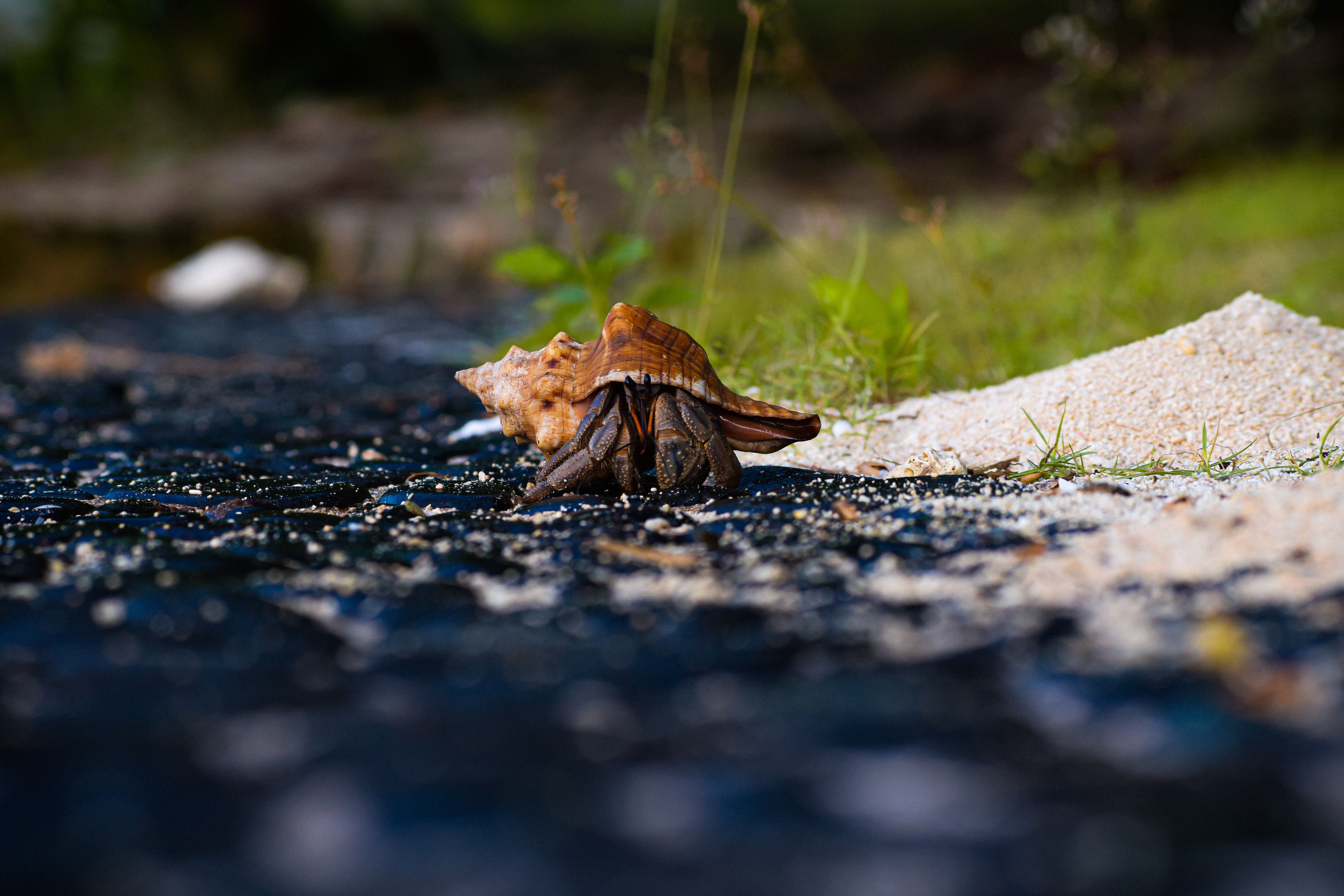 Close-up of a hermit crab on a sandy beach with lush greenery.