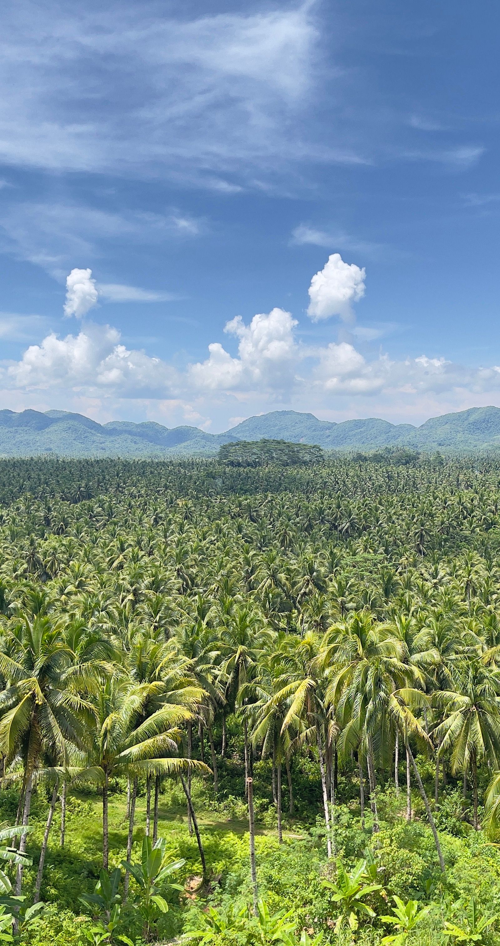 Lush Tropical Palm Forest Under Clear Blue Sky · Free Stock Photo