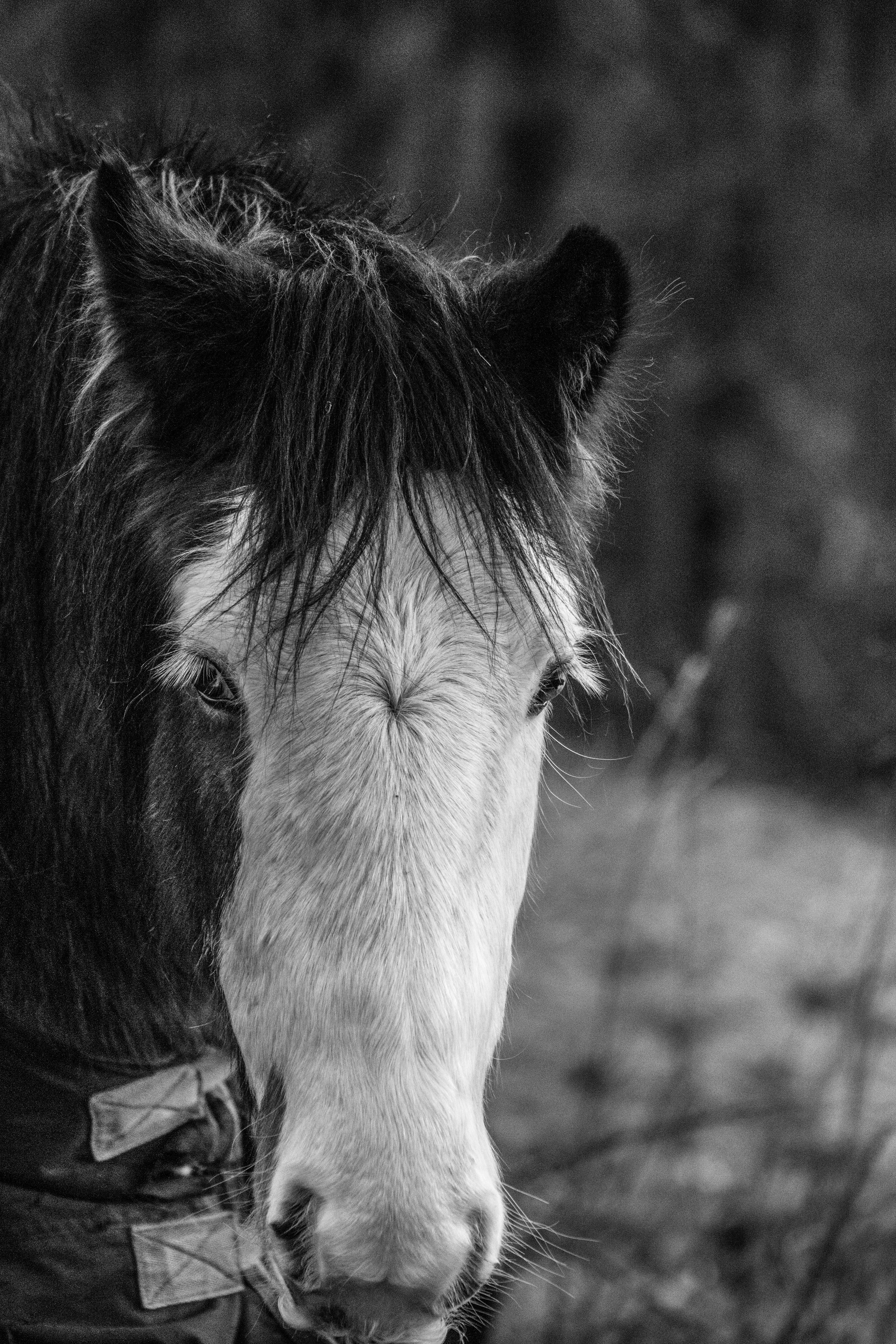 Black and White Portrait of a Beautiful Horse · Free Stock Photo