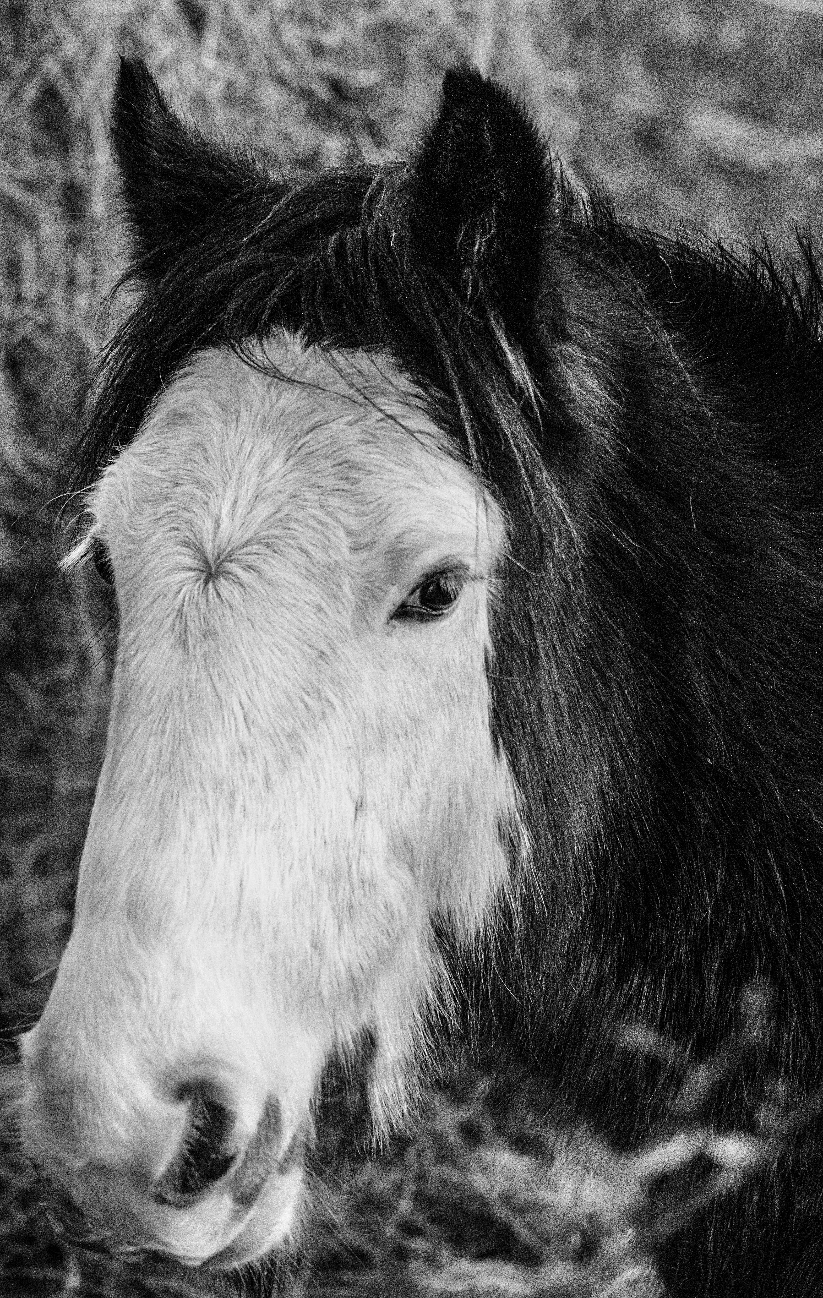 Black and White Portrait of Horse in Field · Free Stock Photo