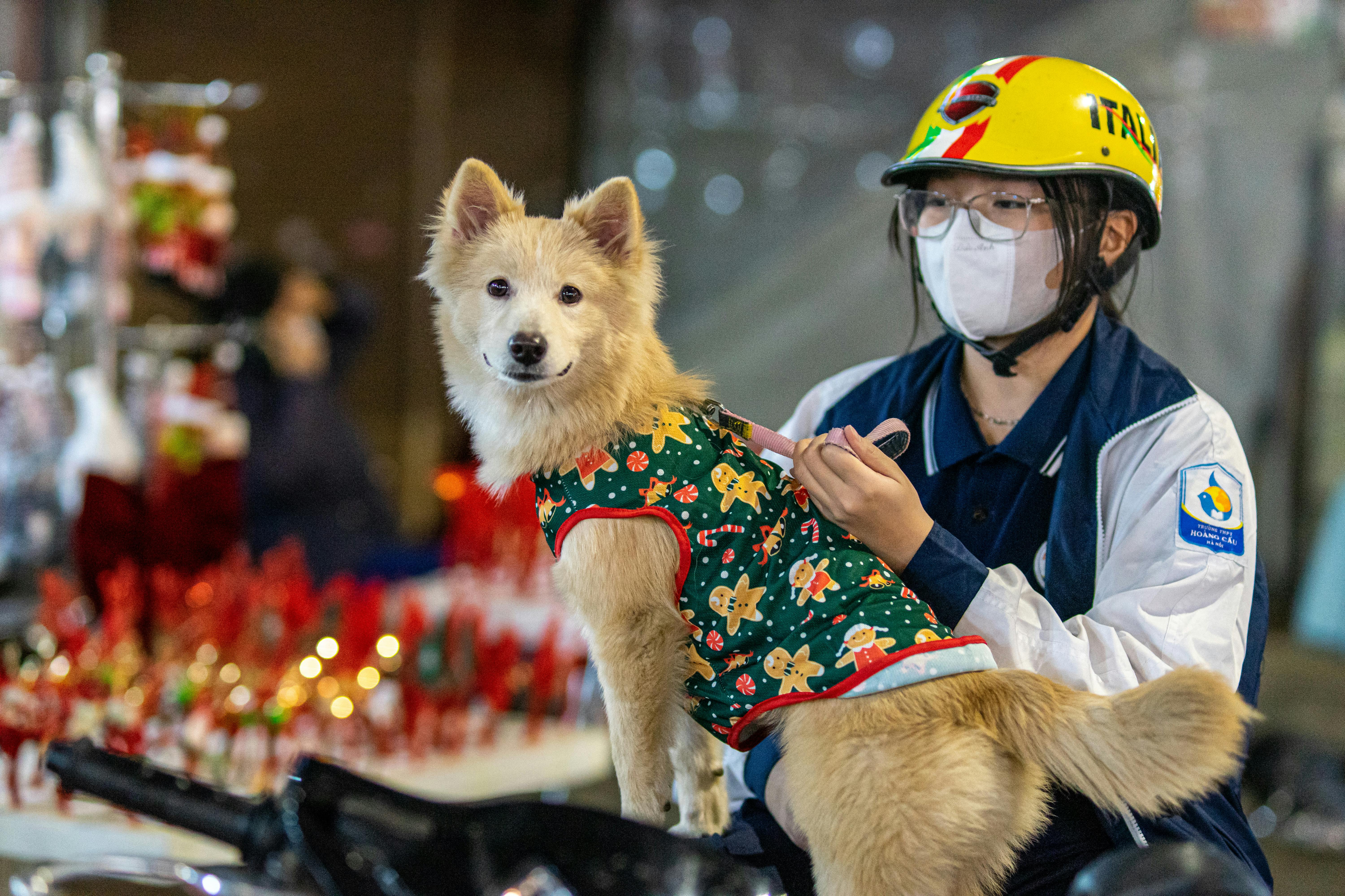 Pet Insurance Market to Accelerate as Veterinary Cost Pressure, — Photo by Vietnam  Hidden Light on Pexels