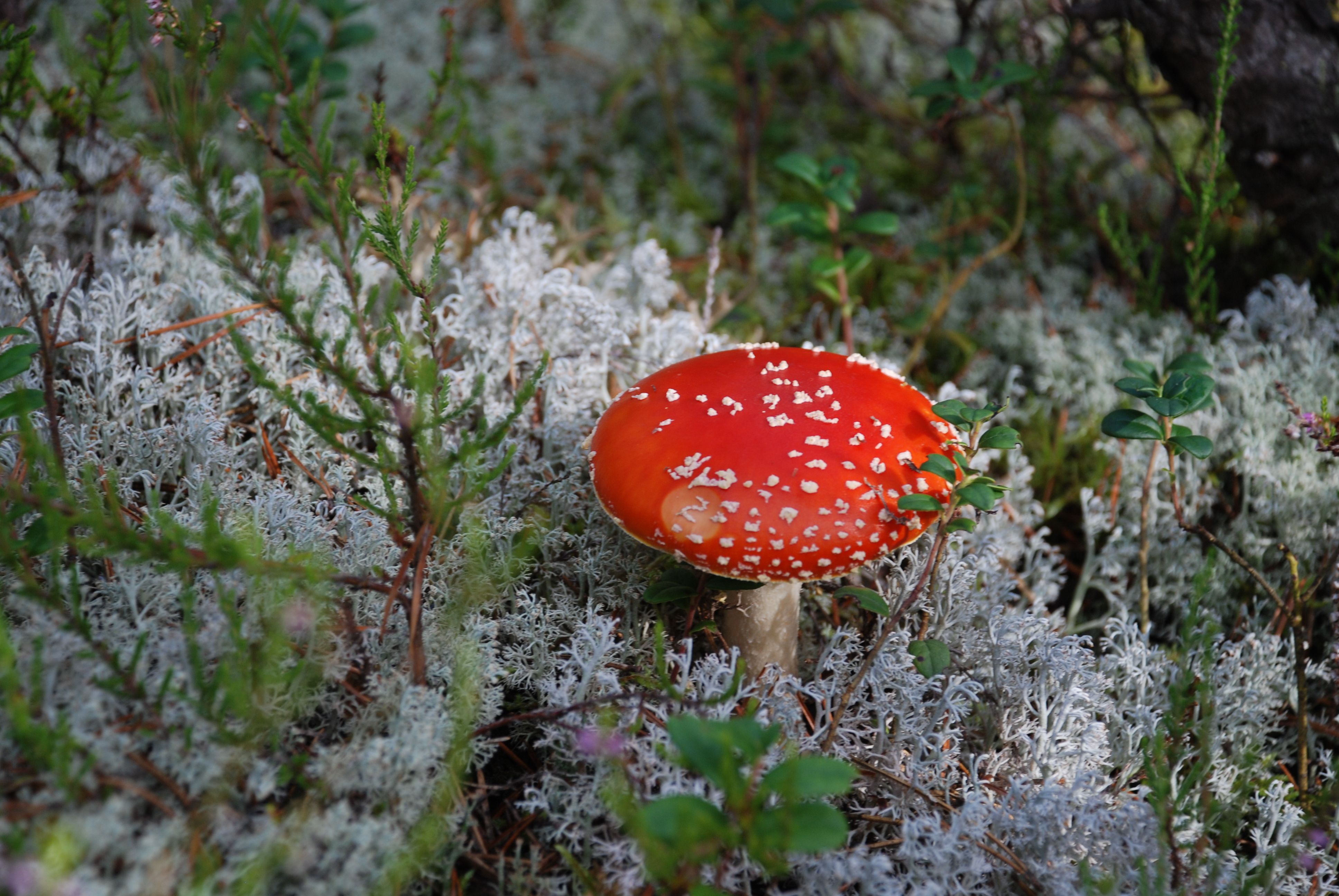Hongo Rojo Y Blanco · Foto de stock gratuita