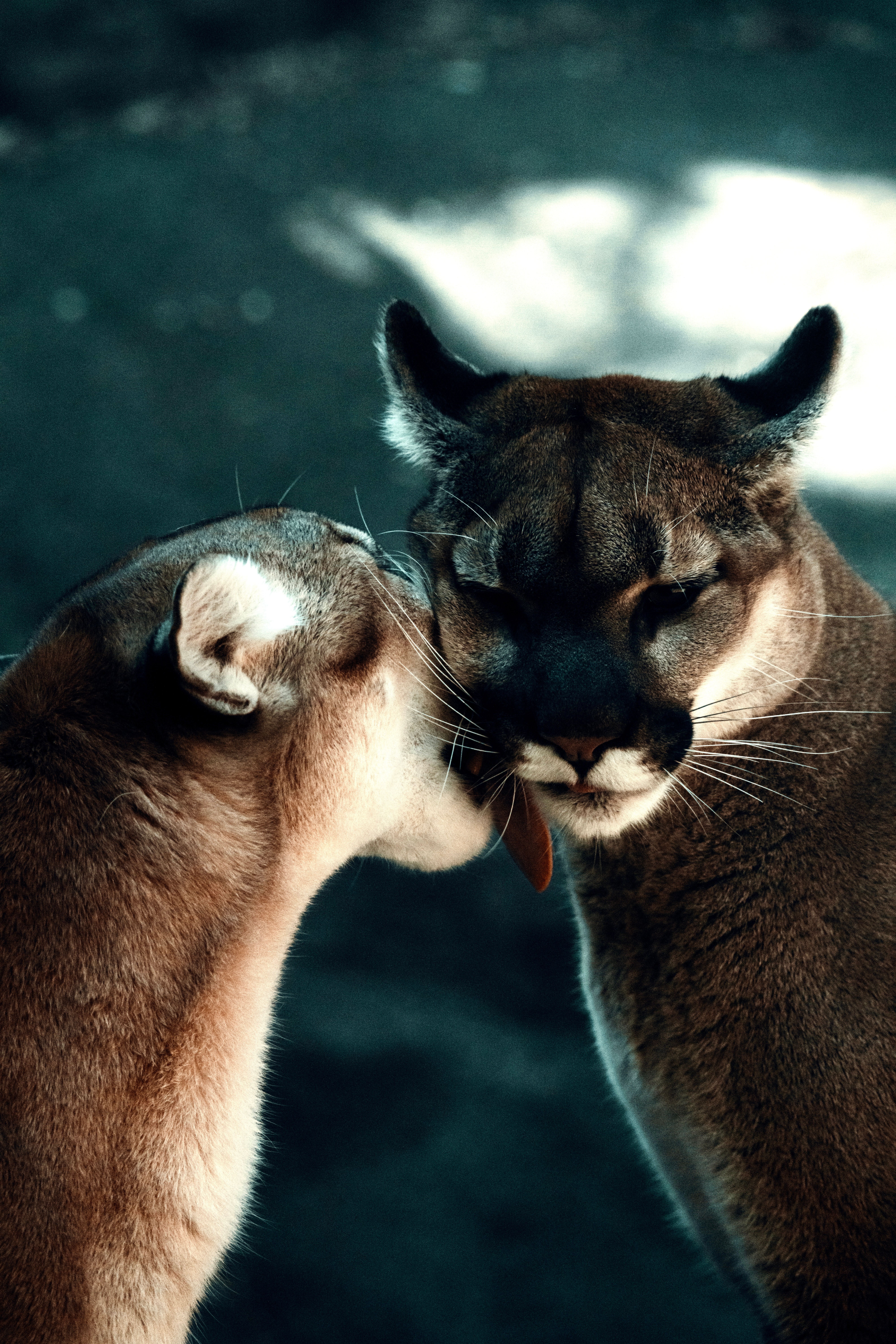 1.000.000+ melhores imagens de Nature 32k Wallpaper · Download 100% ...