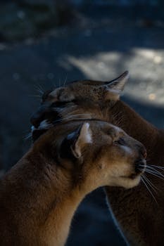 Two mountain lions share an affectionate moment, highlighting their close bond in the wild.